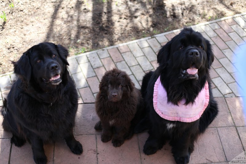 Фото: ньюфаундленд Бонни Флайт, ньюфаундленд Рестайлинг Фром Шипмэн, ньюфаундленд Ньюфорт Васаби