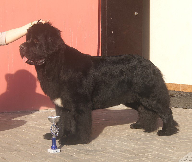 Фотография № 181020