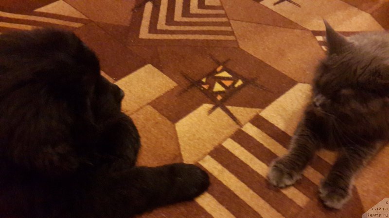 Фотография № 181026