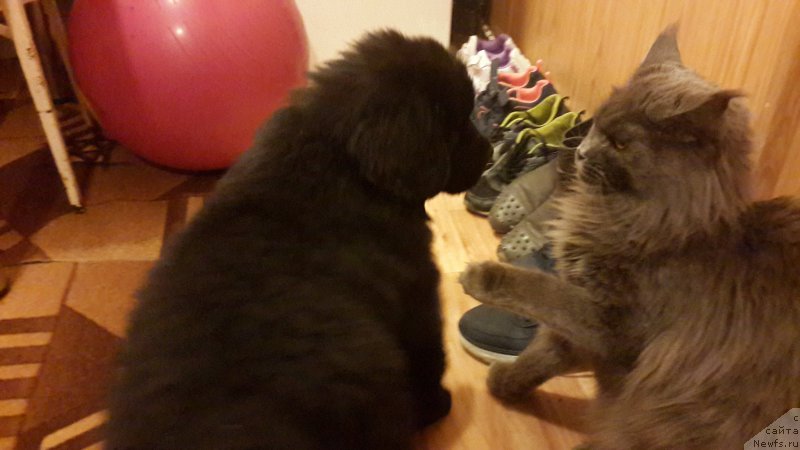 Фотография № 181028