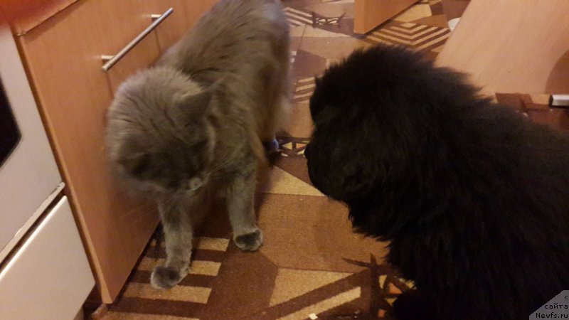 Фотография № 181029