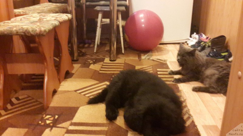 Фотография № 181030