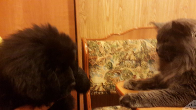 Фотография № 181031