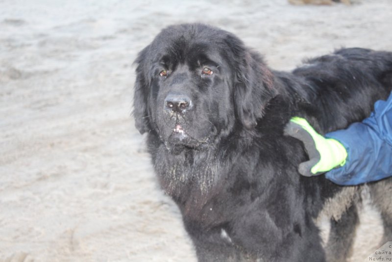 Фото: ньюфаундленд Бригантина Глори Океан