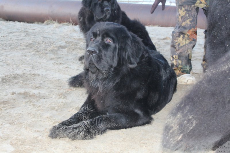 Фото: ньюфаундленд Бригантина Глори Океан