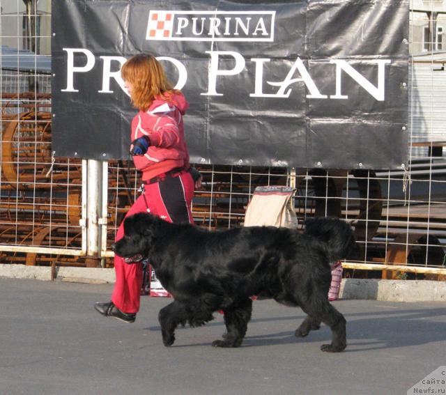 Фото: ньюфаундленд Жасмин Северный Каприз из Медвежьего Яра (Zhasmine Severny Caprice iz Medvejyego Yara)