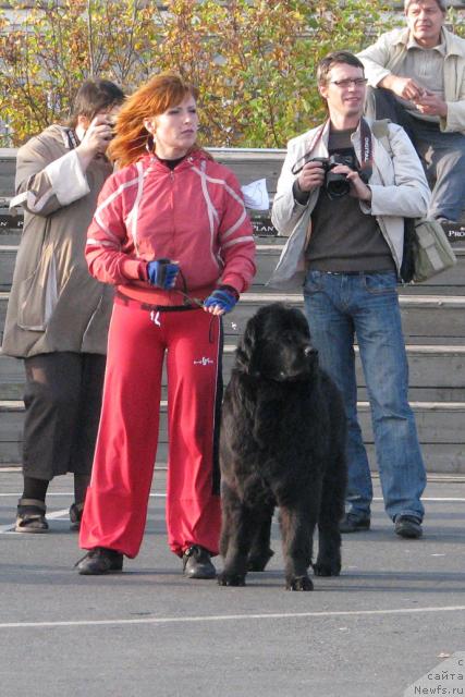 Фото: ньюфаундленд Жасмин Северный Каприз из Медвежьего Яра (Zhasmine Severny Caprice iz Medvejyego Yara)