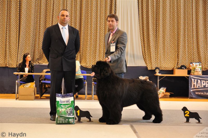 Фото: ньюфаундленд King of Helluland Just One Look