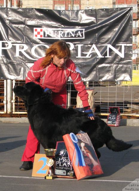 Фото: ньюфаундленд Жасмин Северный Каприз из Медвежьего Яра (Zhasmine Severny Caprice iz Medvejyego Yara)