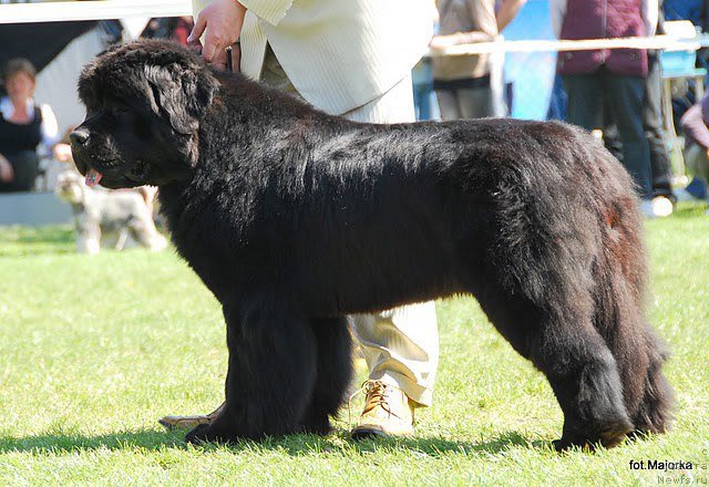 Фото: ньюфаундленд Barbarossa Askado
