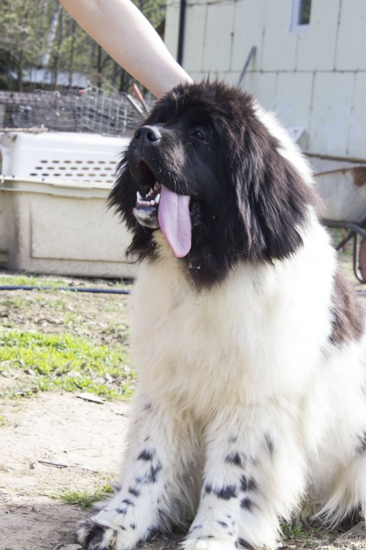 Фото: ньюфаундленд Супер Бизон Малина