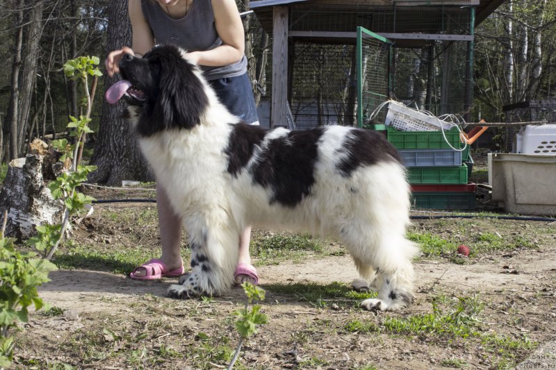 Фото: ньюфаундленд Супер Бизон Малина