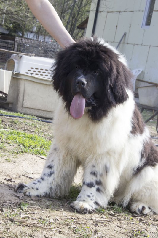 Фото: ньюфаундленд Супер Бизон Малина