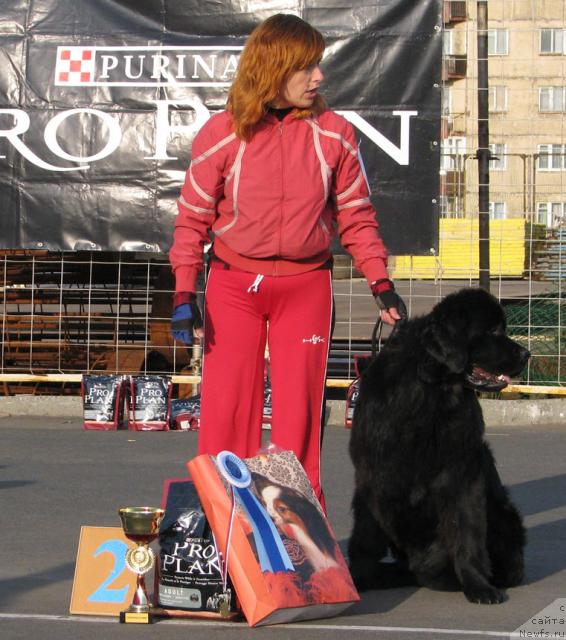 Фото: ньюфаундленд Жасмин Северный Каприз из Медвежьего Яра (Zhasmine Severny Caprice iz Medvejyego Yara)