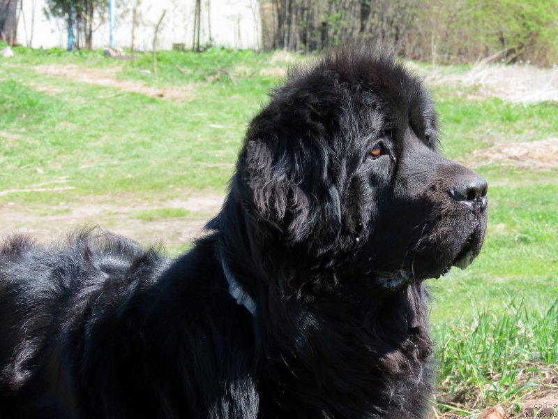 Фотография № 181074