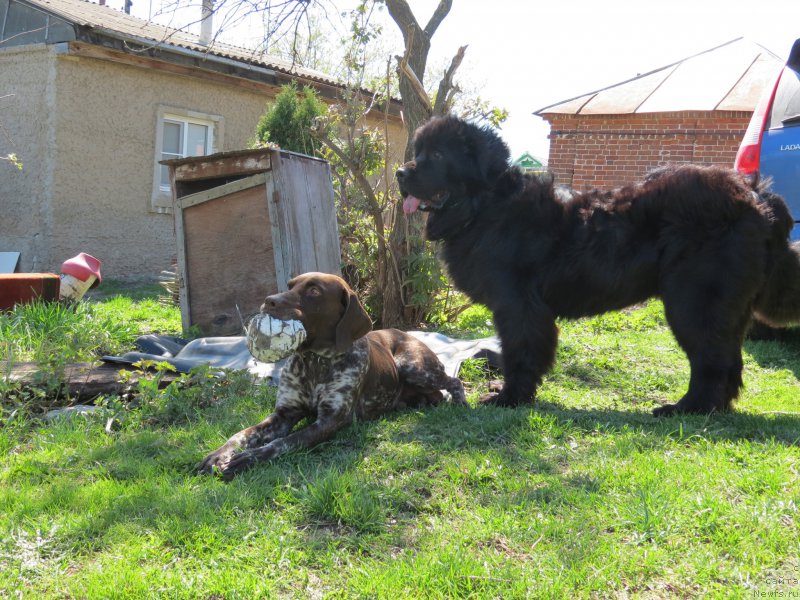 Фото: ньюфаундленд Черный Балу Джонс