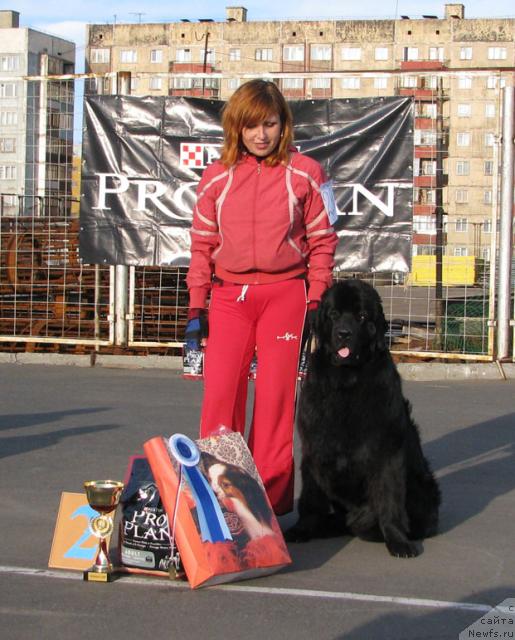 Фото: ньюфаундленд Жасмин Северный Каприз из Медвежьего Яра (Zhasmine Severny Caprice iz Medvejyego Yara)