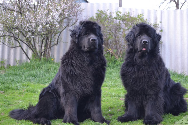 Фото: ньюфаундленд Талисман Моря Магия Волн, ньюфаундленд I'm Little Princess Midnight Bear