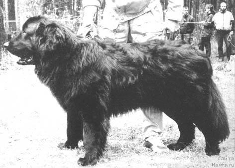 Фото: ньюфаундленд Жанвьер Глаша д'Оливье