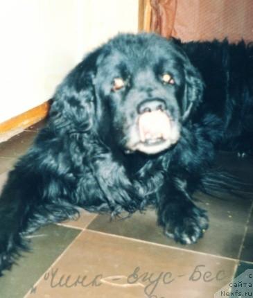 Фото: ньюфаундленд Чинк Егус Бес