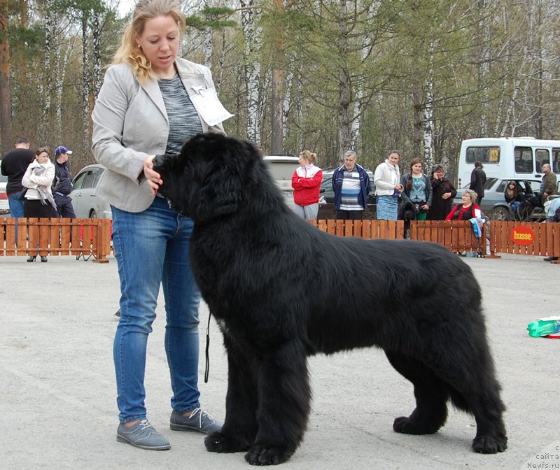 Фото: ньюфаундленд Ратибор из Племени Кедра (Ratibor iz Plemeni Kedra)