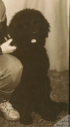 Фото: ньюфаундленд Чинк Егус Бес