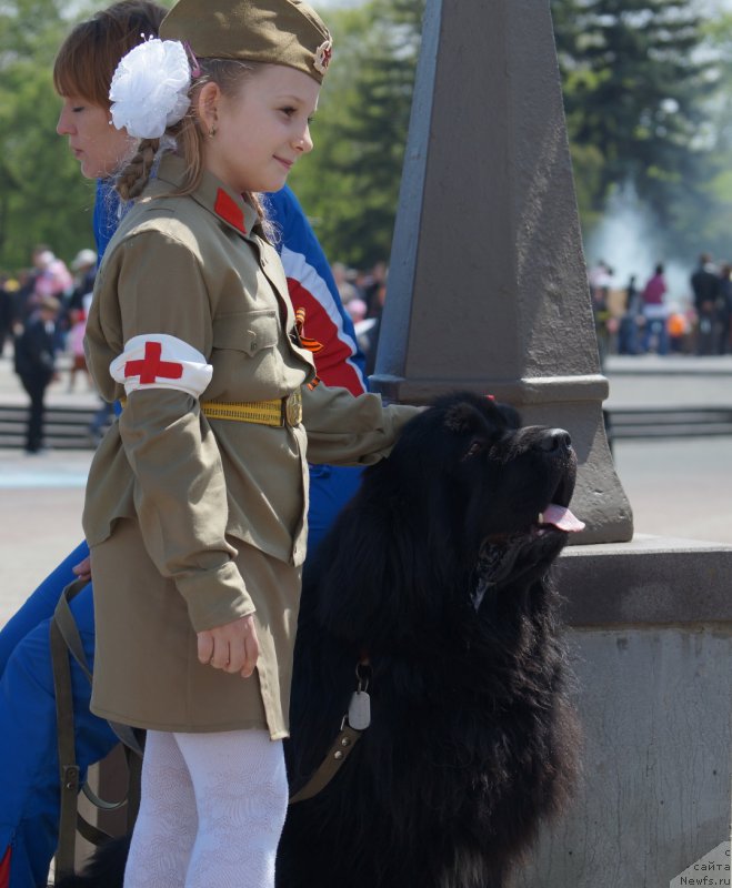 Фото: ньюфаундленд Чарующий Чезарио (Charuyuschiy Chezario)