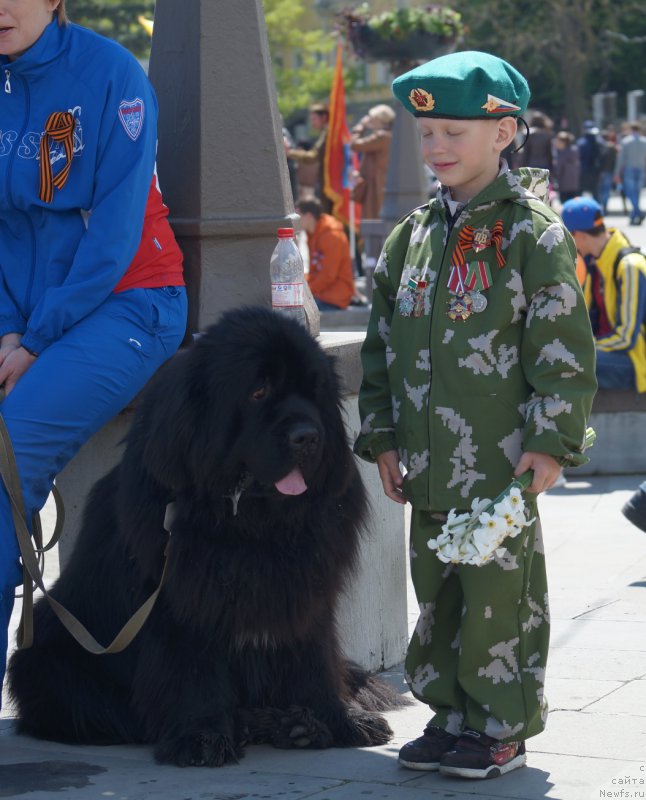 Фото: ньюфаундленд Чарующий Чезарио (Charuyuschiy Chezario)
