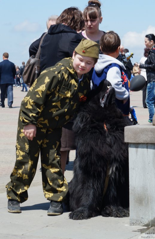 Фото: ньюфаундленд Чарующий Чезарио (Charuyuschiy Chezario)