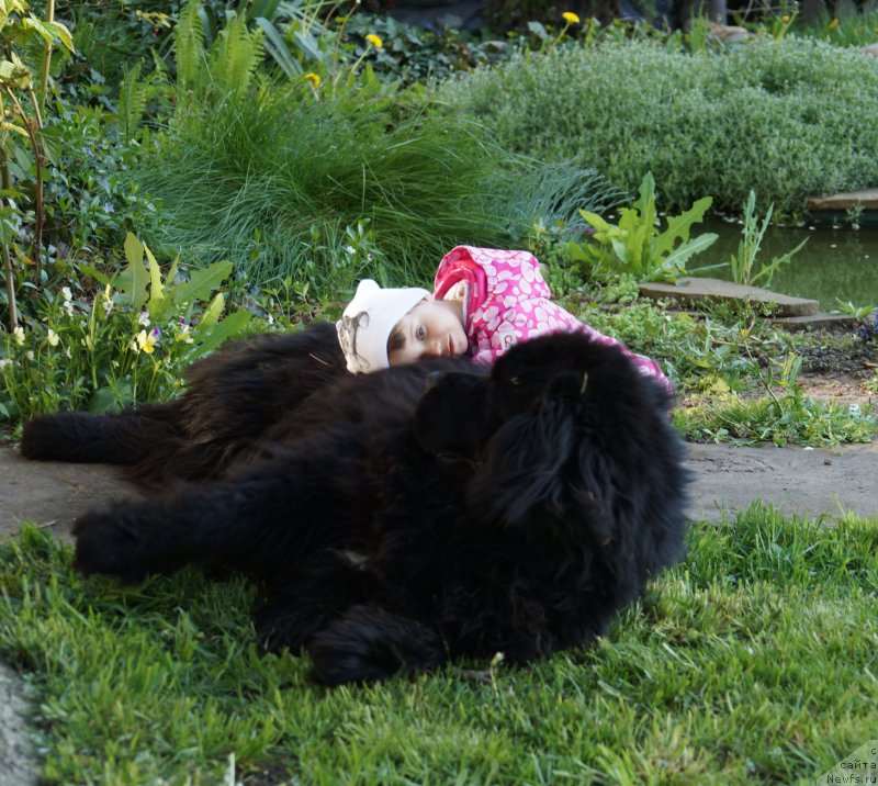 Фото: ньюфаундленд Чарующий Чезарио (Charuyuschiy Chezario)