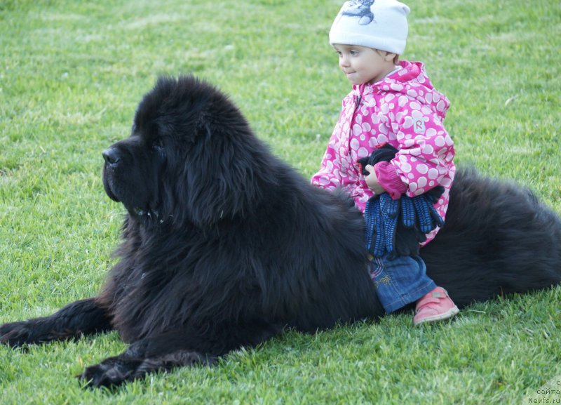 Фото: ньюфаундленд Чарующий Чезарио (Charuyuschiy Chezario)