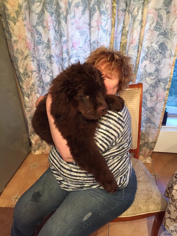 Фото: ньюфаундленд Ньюфорт Васаби, Елена Шигаль