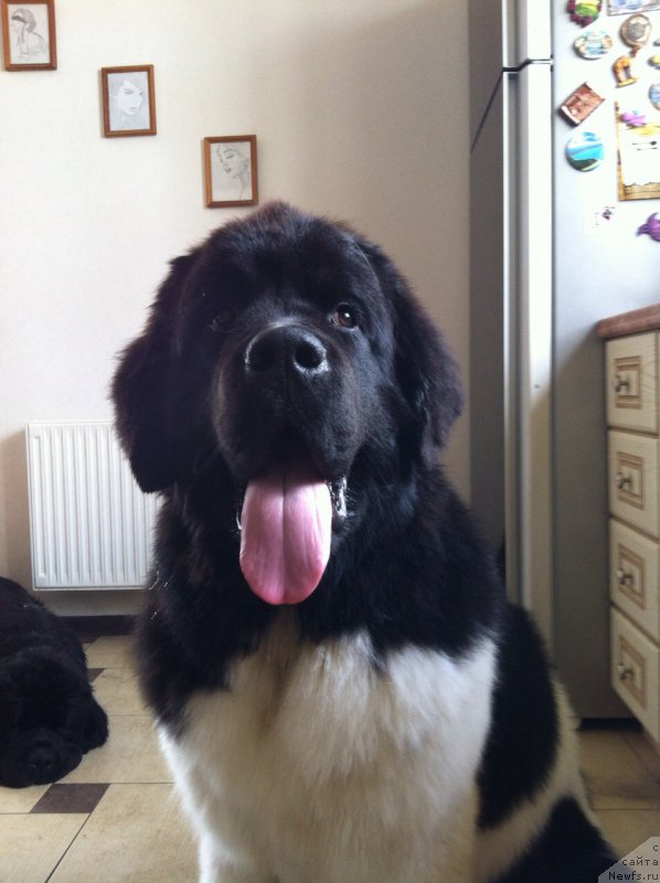 Фото: ньюфаундленд Супер Бизон Маэстро (Super Bizon Maestro)