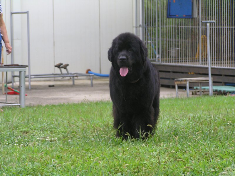 Фото: ньюфаундленд Интерио Соури из Медвежьего Яра (Interio Souri iz Medvejyego Yara)