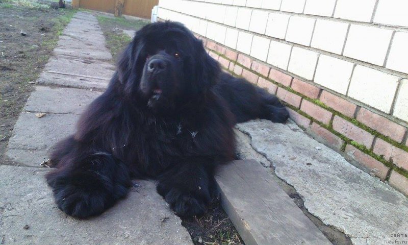 Фото: ньюфаундленд Ньюфорт Шум Прибоя