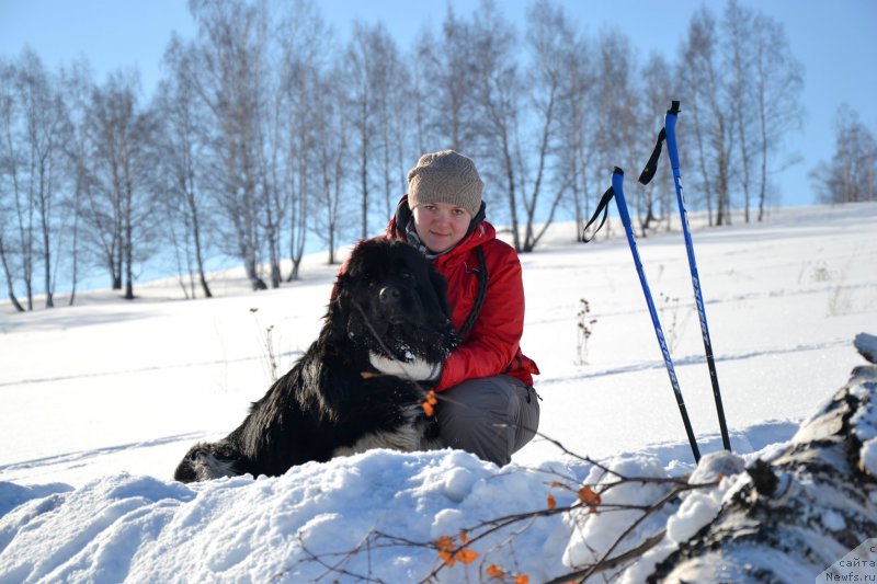 Фото: ньюфаундленд Фиаметтахауз Принцесс Бьюти