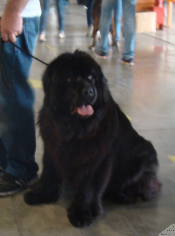 Фото: ньюфаундленд Би Перфект Бэста