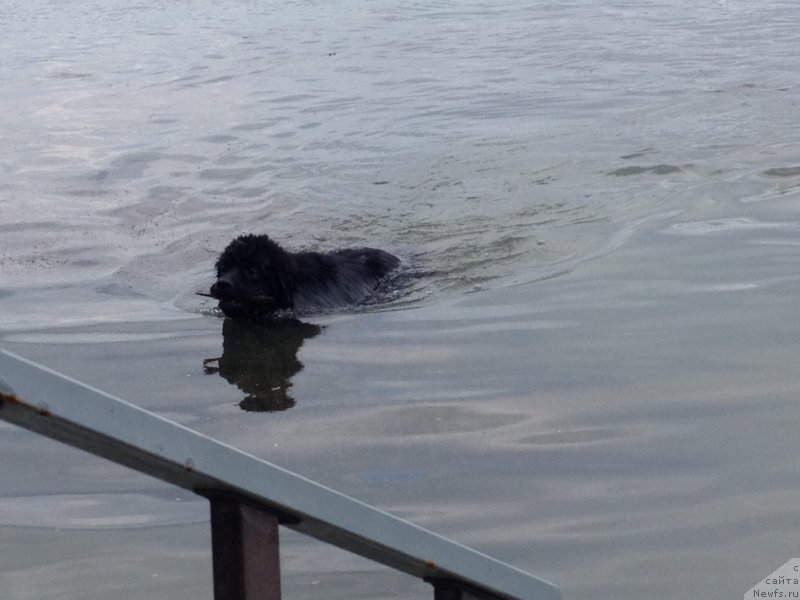 Фото: ньюфаундленд Басня с Берега Дона (Basnja s Berega Dona)