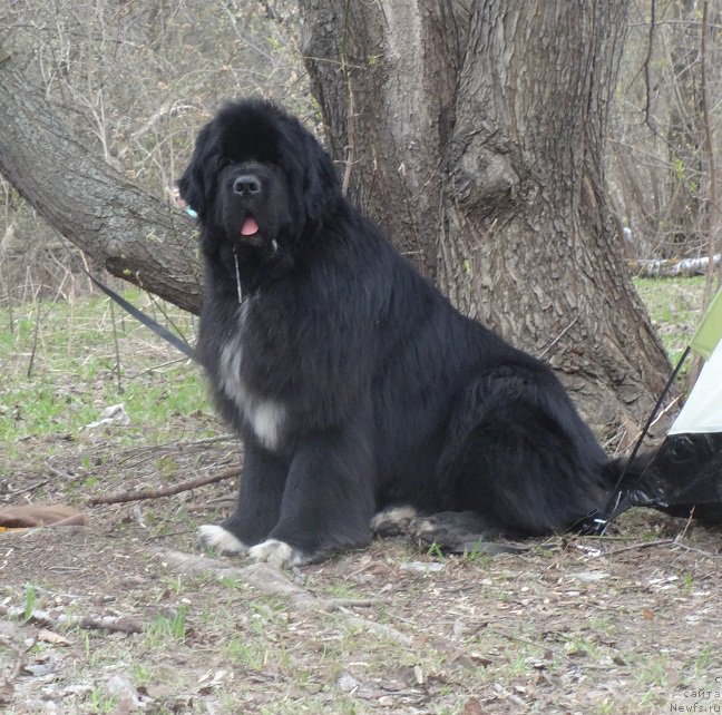 Фото: ньюфаундленд Promise To Love Midnight Bear