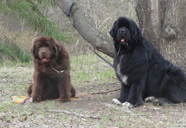 Фото: ньюфаундленд Ньюфорт Юника, ньюфаундленд Promise To Love Midnight Bear