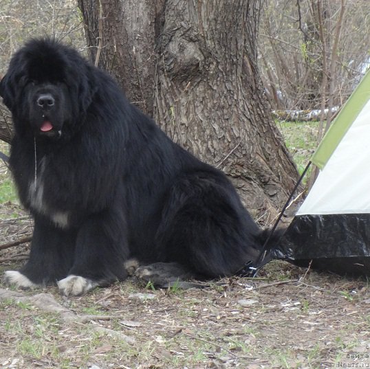 Фото: ньюфаундленд Promise To Love Midnight Bear