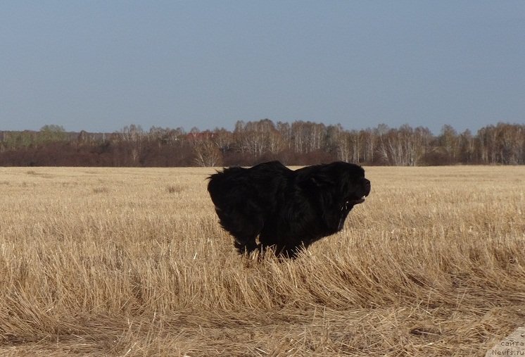 Фото: ньюфаундленд Promise To Love Midnight Bear