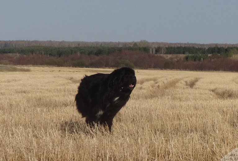 Фотография № 181162