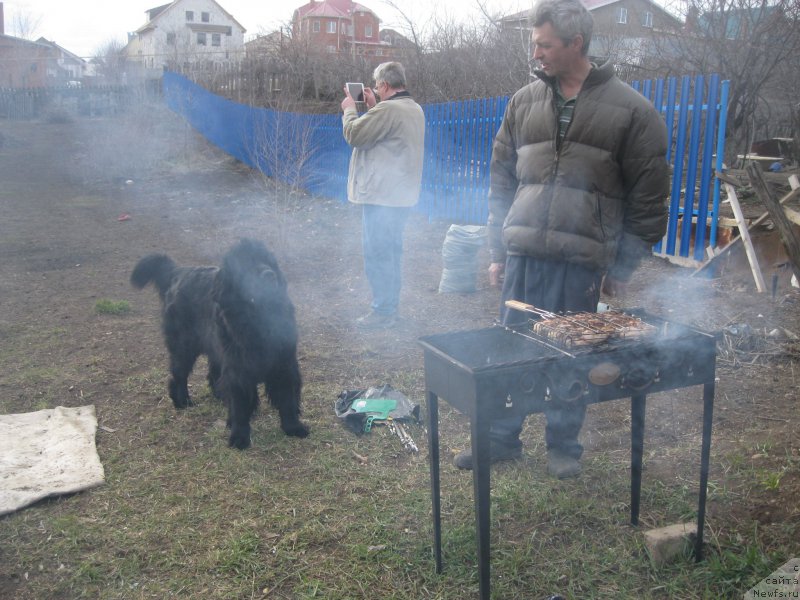 Фото: ньюфаундленд Ньюфорт Черный Шоколад