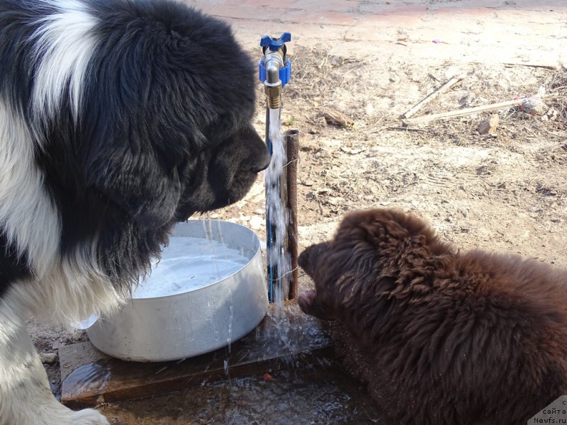 Фото: ньюфаундленд Ньюфорт Вивиан, ньюфаундленд Черный Шарм Веллингтон