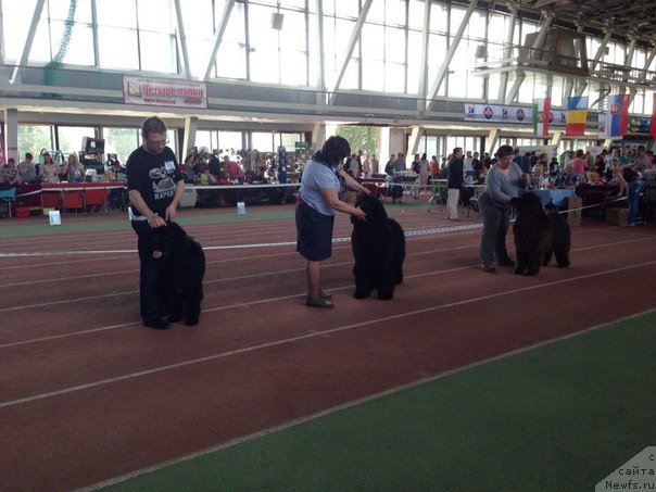 Фото: Антон Печорин, ньюфаундленд Бегущая по Волнам Чойс оф Фибоначчи (Begushaya po Volnam Choice of Fibonacci)