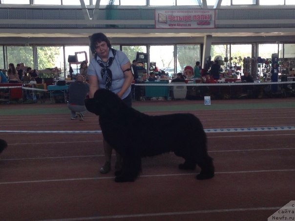 Фото: ньюфаундленд Акватория Келвин Ультиматум (Aquatoriya Kelvin Ultimatum)