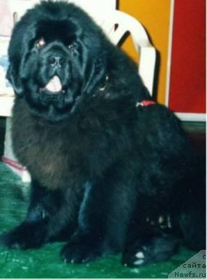 Фото: ньюфаундленд Жан Вальжан из Медвежьего Яра