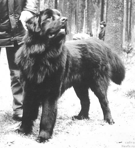 Фото: ньюфаундленд Шари Кер д'Оливье