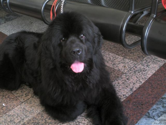 Фото: ньюфаундленд Чаровница Сибири от Марлеон Дусвик